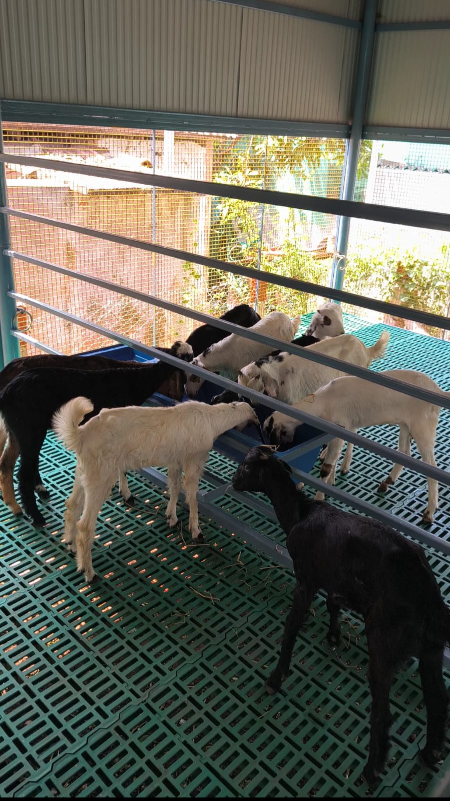 Goat Shed